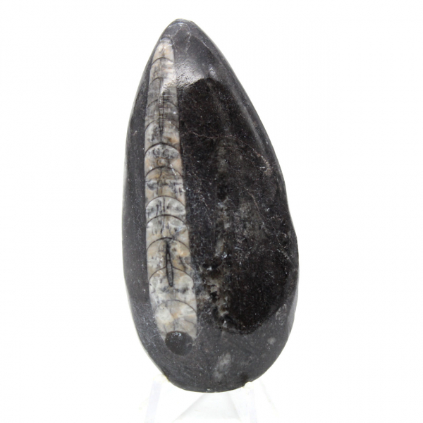 Fossila Orthoceras från Marocko