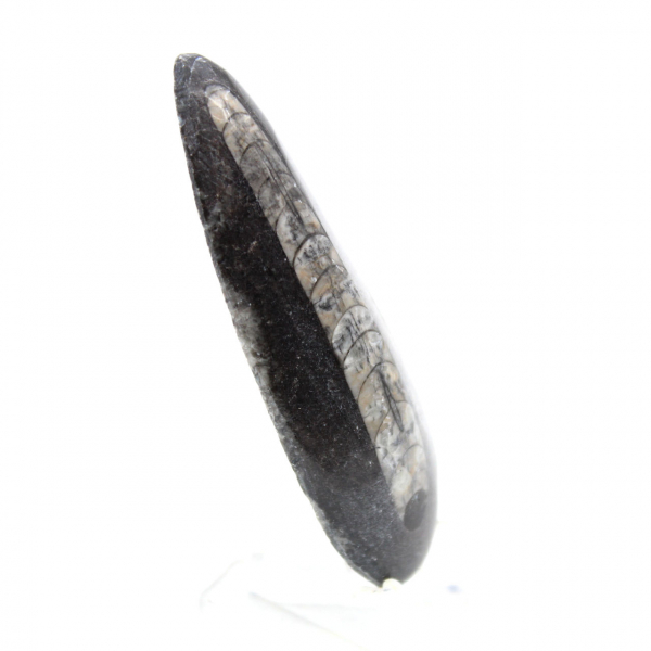 Orthoceras-fossil