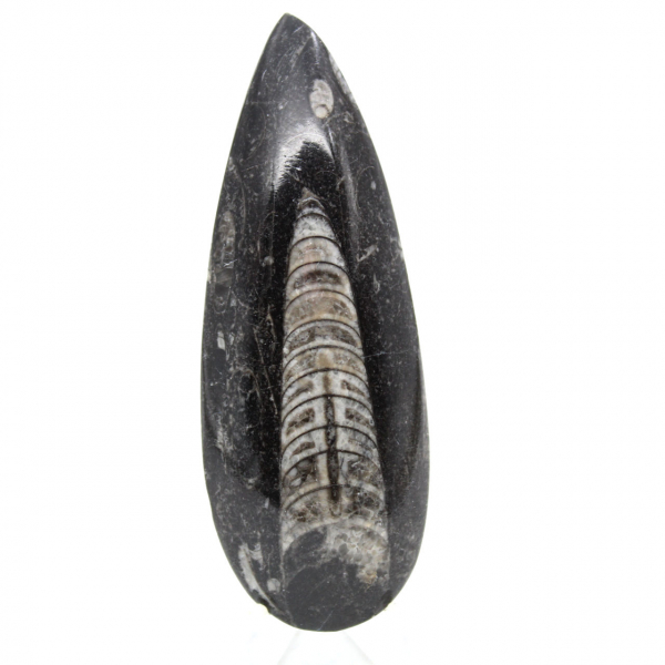 Fossila Orthoceras från Marocko