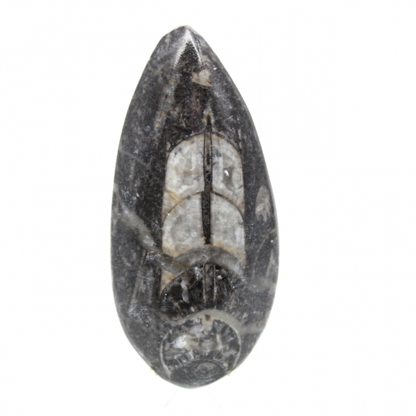 Fossila Orthoceras från Marocko