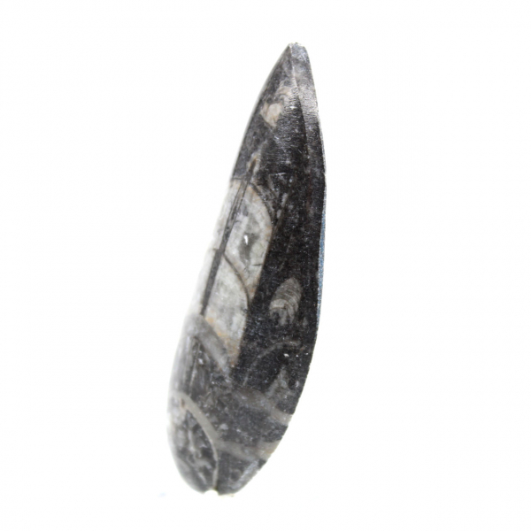 Orthoceras-fossil