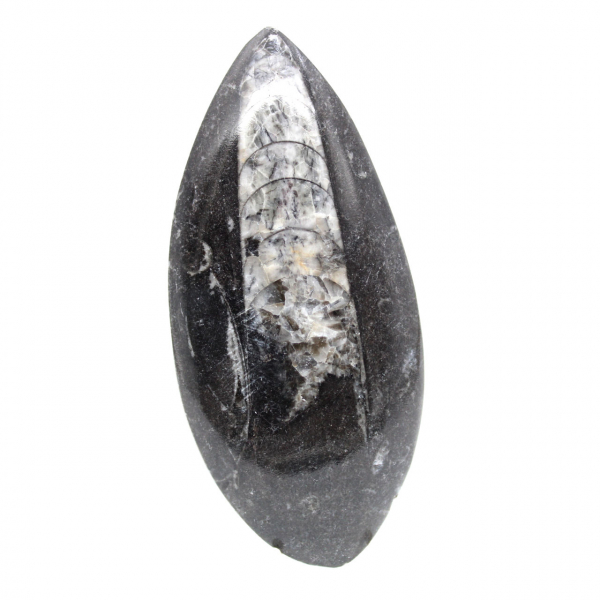 Fossila Orthoceras från Marocko