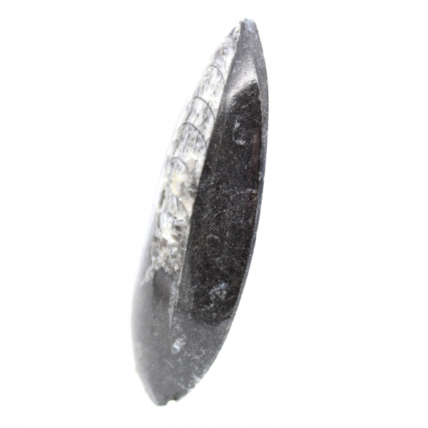 Fossila Orthoceras från Marocko