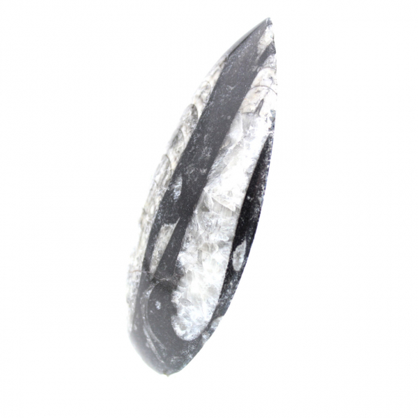 Orthoceras-fossil