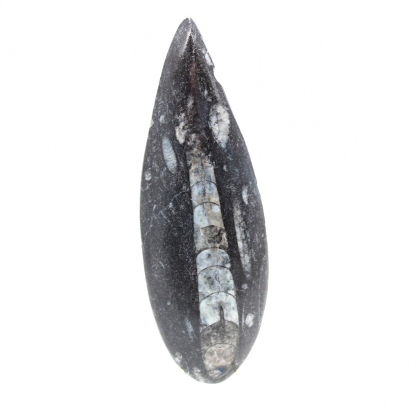 Fossila Orthoceras från Marocko