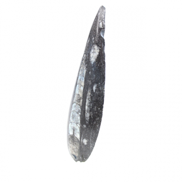 Fossila Orthoceras från Marocko