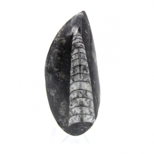 Fossila Orthoceras från Marocko