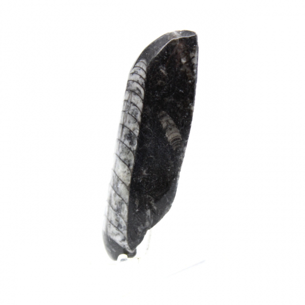 Orthoceras-fossil Orthoceras-fossil
