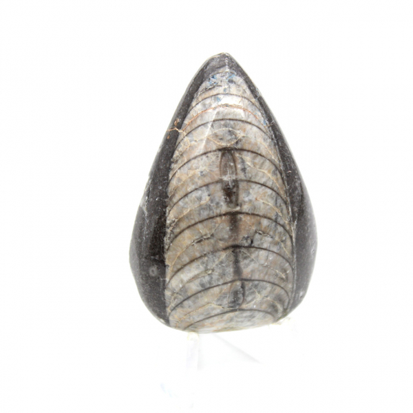 Fossila Orthoceras från Marocko
