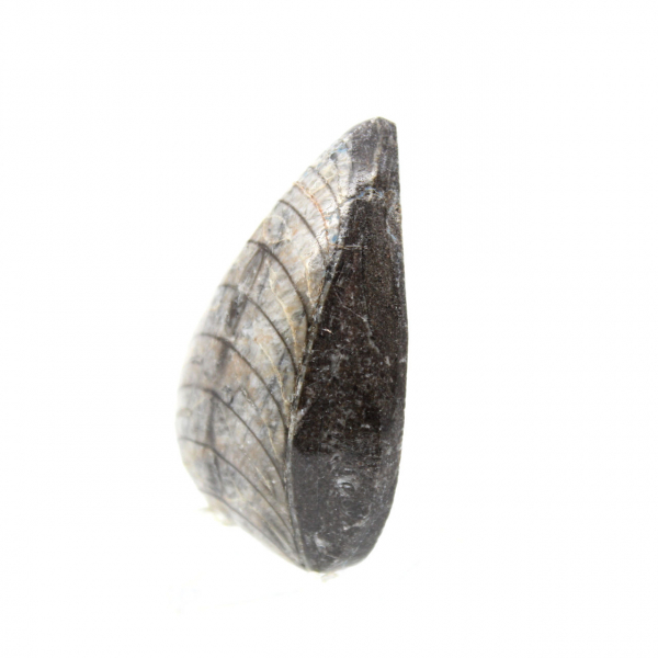 Fossila Orthoceras från Marocko