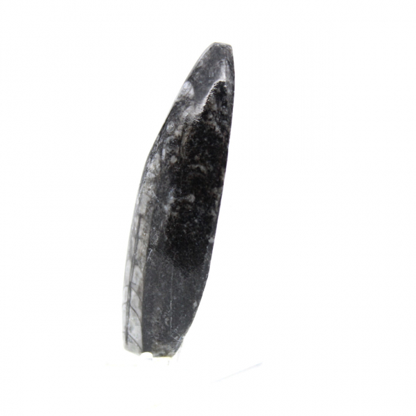 Orthoceras-fossil