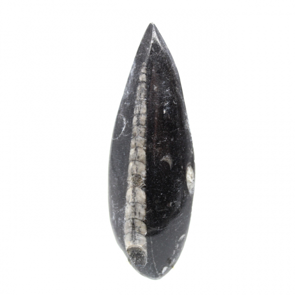 Fossila Orthoceras från Marocko