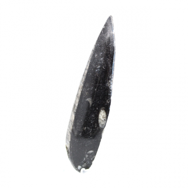 Orthoceras-fossil