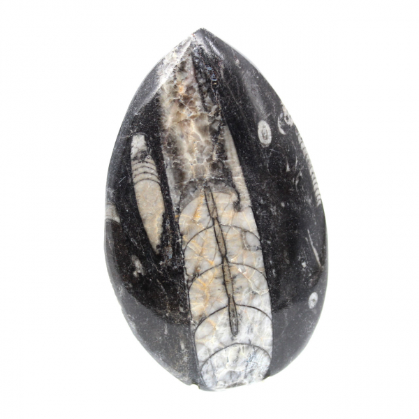 Fossila Orthoceras från Marocko