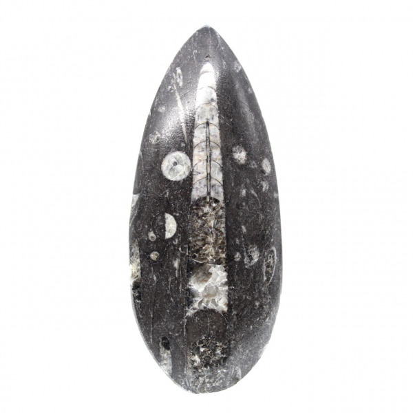 Orthoceras-fossil