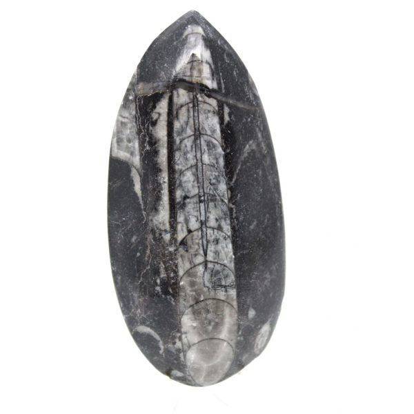 Fossila Orthoceras från Marocko