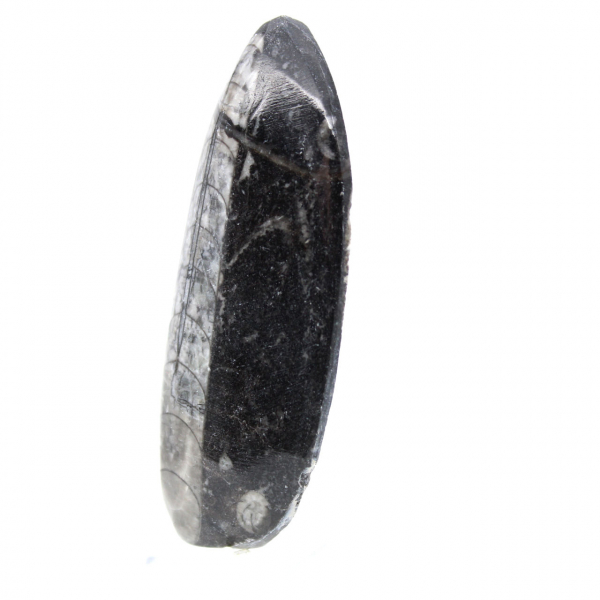 Fossila Orthoceras från Marocko