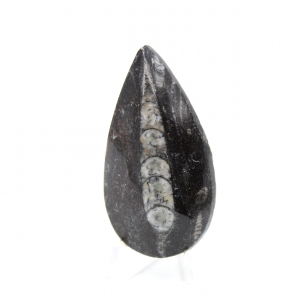 Fossila Orthoceras från Marocko
