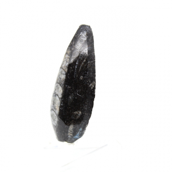 Orthoceras-fossil Orthoceras-fossil