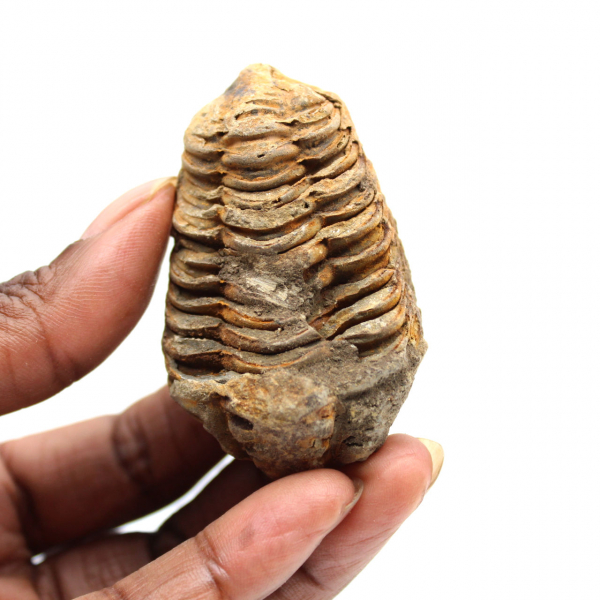 Fossil trilobit
