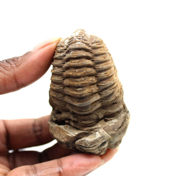 Fossil trilobit