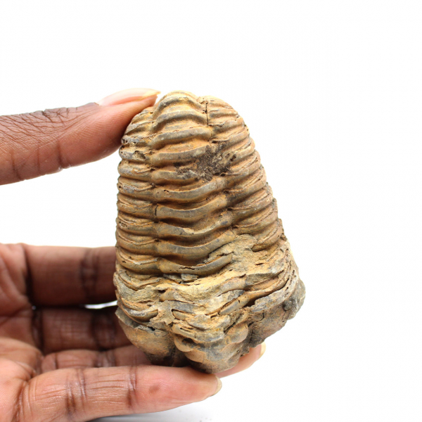 Fossil trilobit