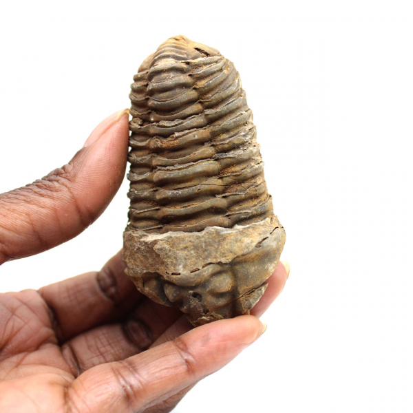 Fossil trilobit