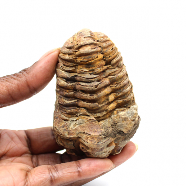 Fossil trilobit