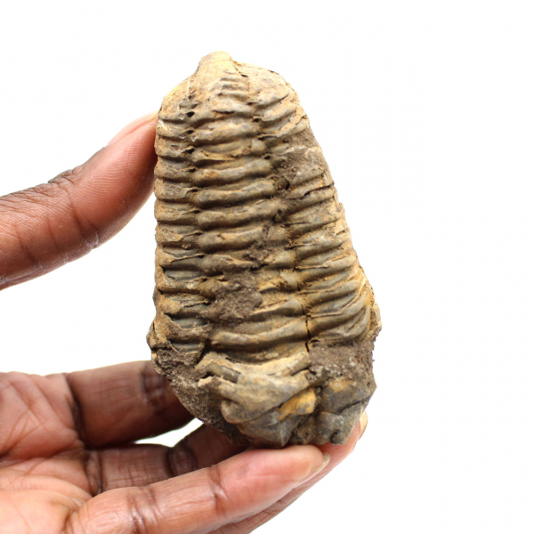 Fossil trilobit
