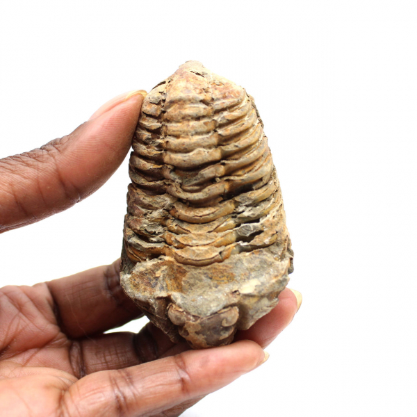 Fossil trilobit