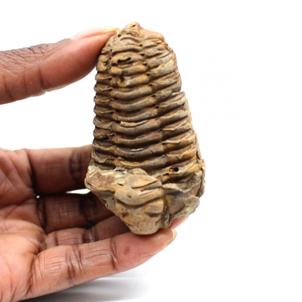 Fossil trilobit