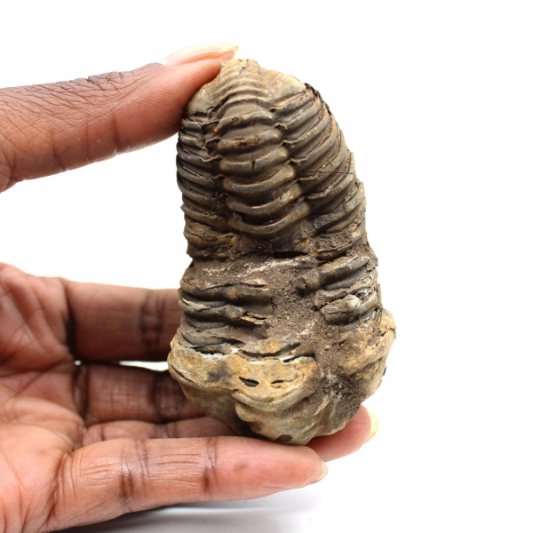 Fossil trilobit