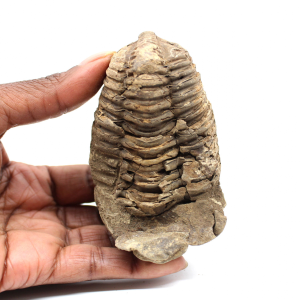 Fossil trilobit