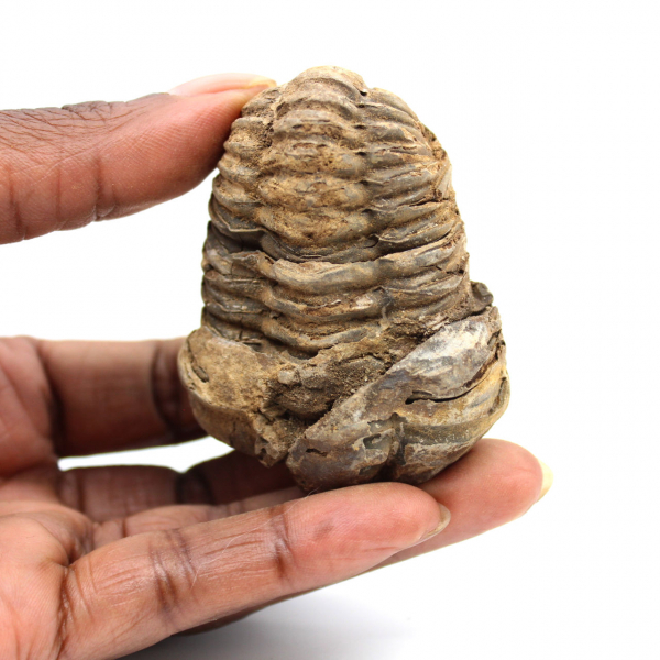 Fossil trilobit