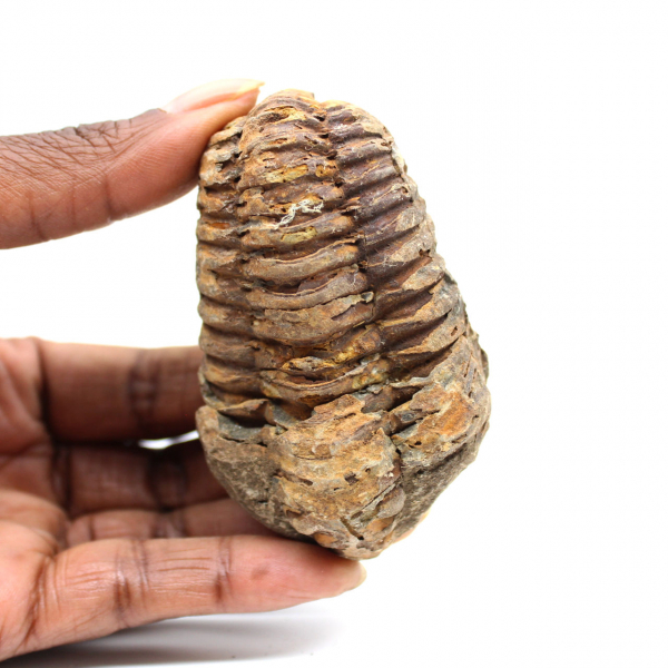 Fossil trilobit