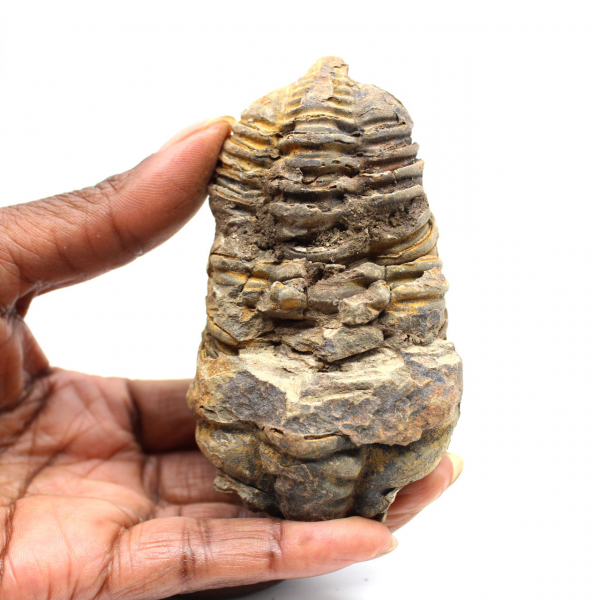 Fossil trilobit