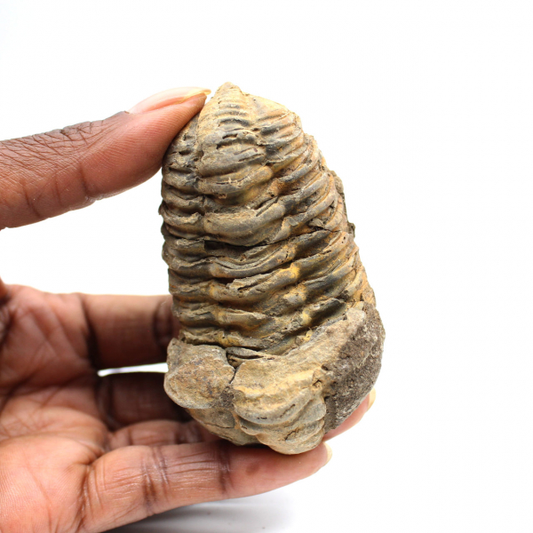 Fossil trilobit