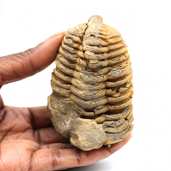 Fossil trilobit