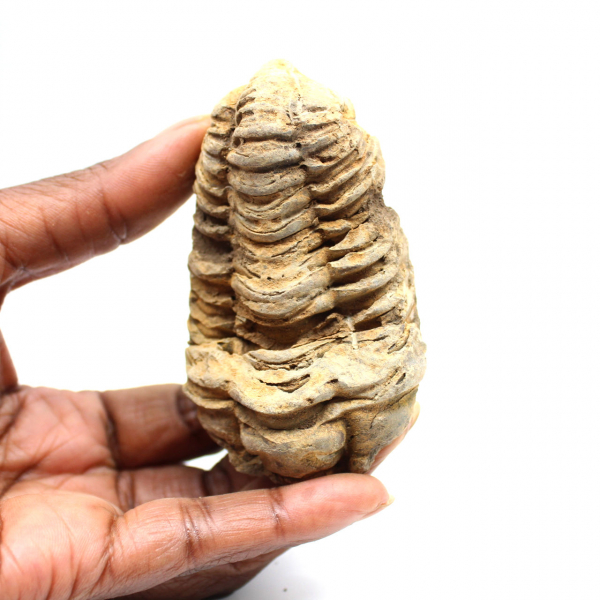 Fossil trilobit