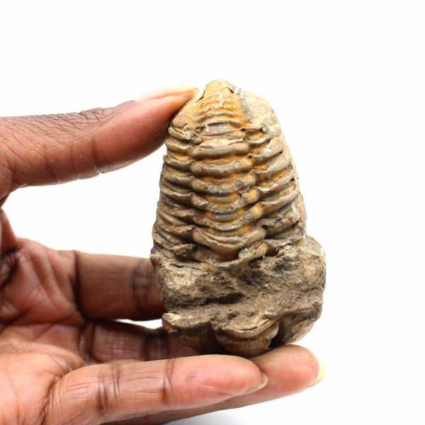 Fossil trilobit