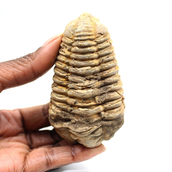 Fossil trilobit