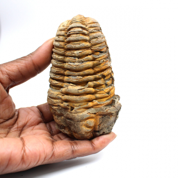 Fossil trilobit