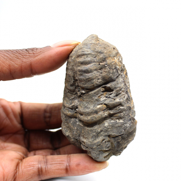 Fossil trilobit