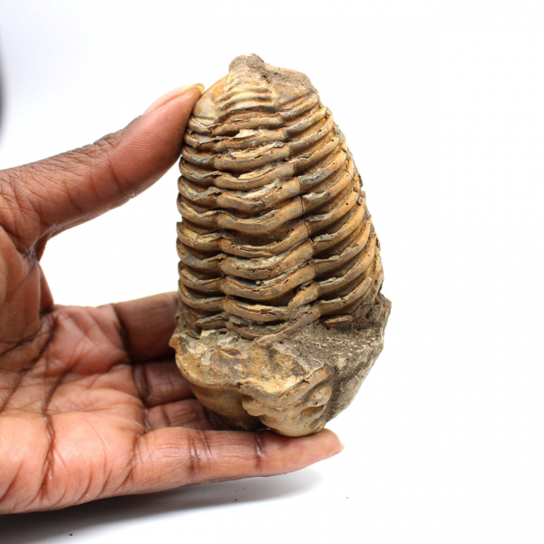 Fossil trilobit