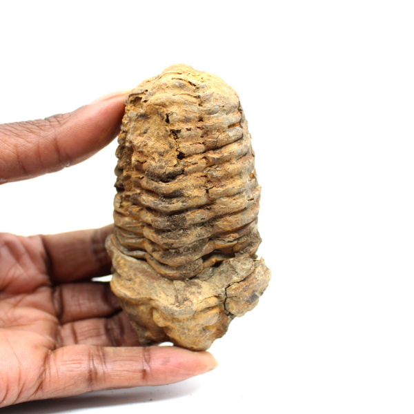 Fossil trilobit