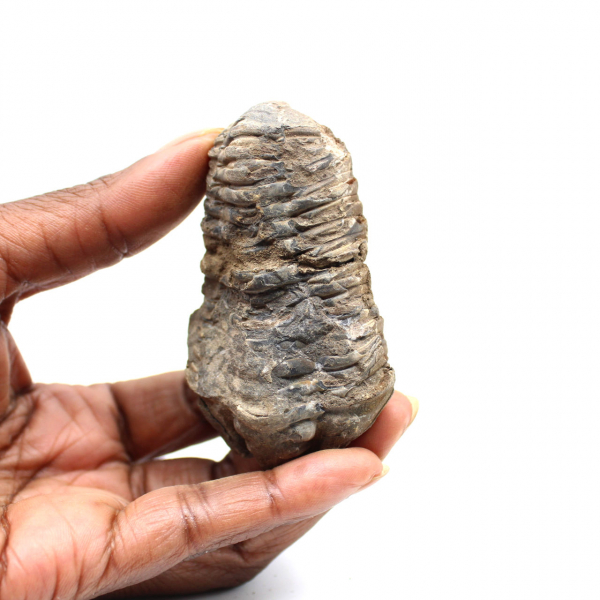Fossil trilobit