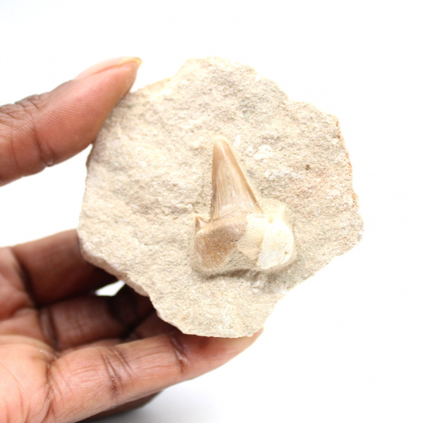 Fossil tand av Otodus
