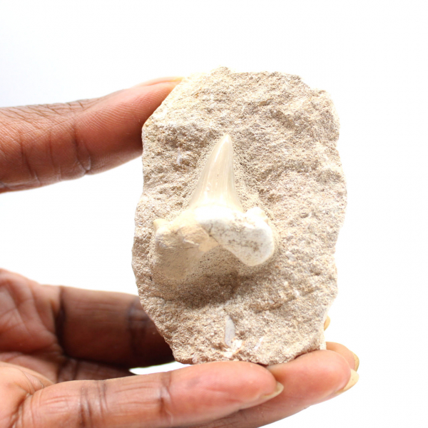 Fossil tand av Otodus