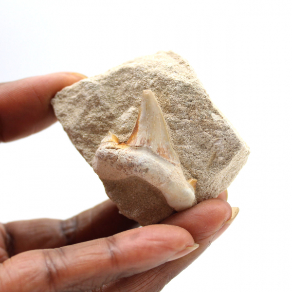 Fossil tand av Otodus
