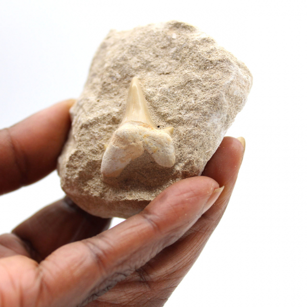 Fossil tand av Otodus